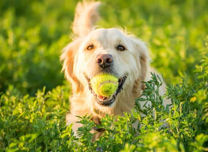 golden-retriever-tennis-ball-in-mouth-in-field-SW 野原で見つけたテニスボールを持って帰ってきたゴールデンレトリバー