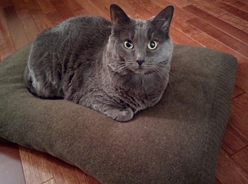 セーターで覆われた枕の上に横たわる灰色の猫