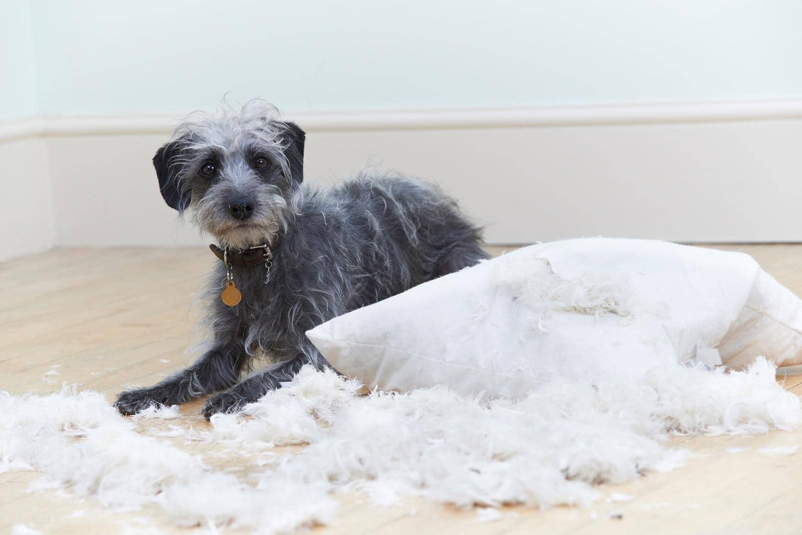 gray-dog-next-to-torn-up-pillow Scruffy gray dog next to a pillow with fluff coming out of it.