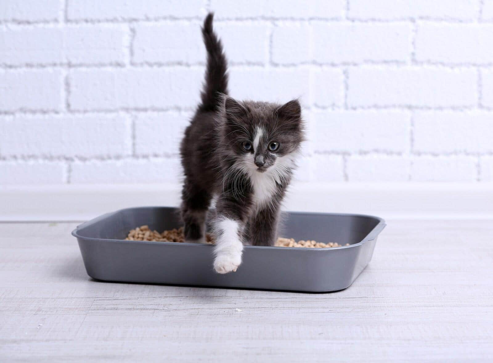 Small gray and white kitten in plastic litter box on floor