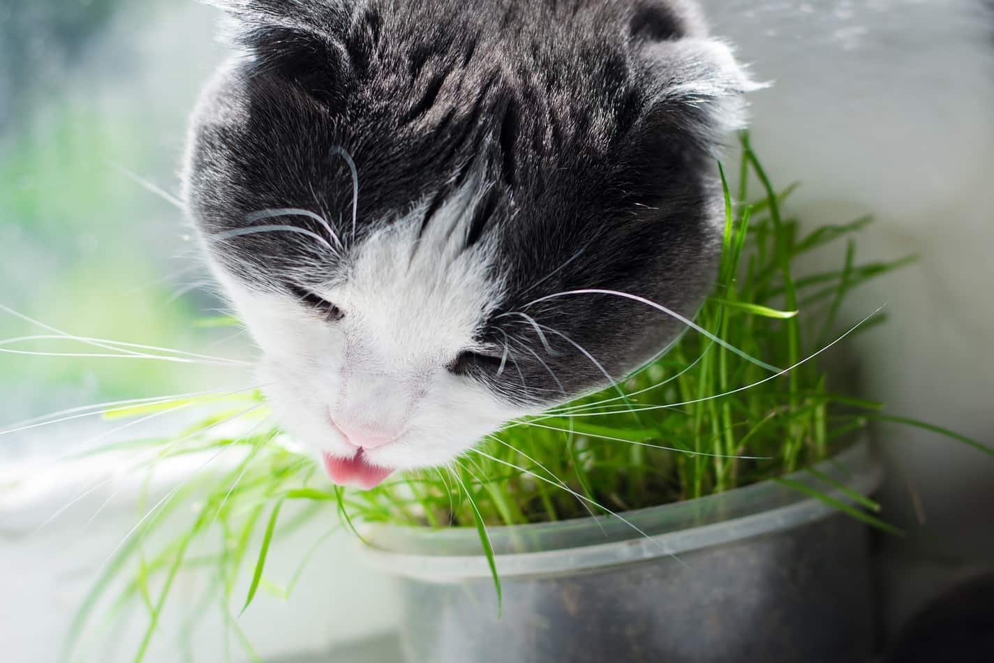 灰色と白の猫が窓辺で猫草を食べている