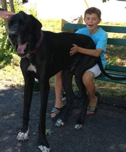 Black great dane sits on boy's lap at the park.