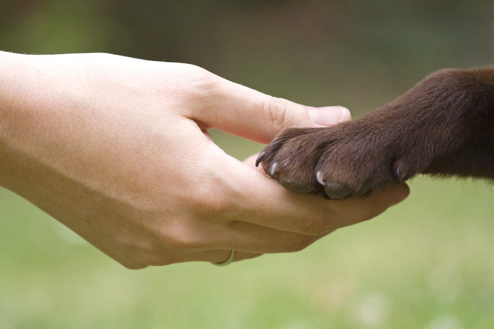 hand-holding-chocolate-lab-paw-SW