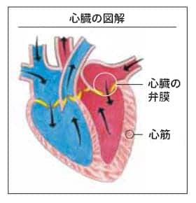 Diagram of heart