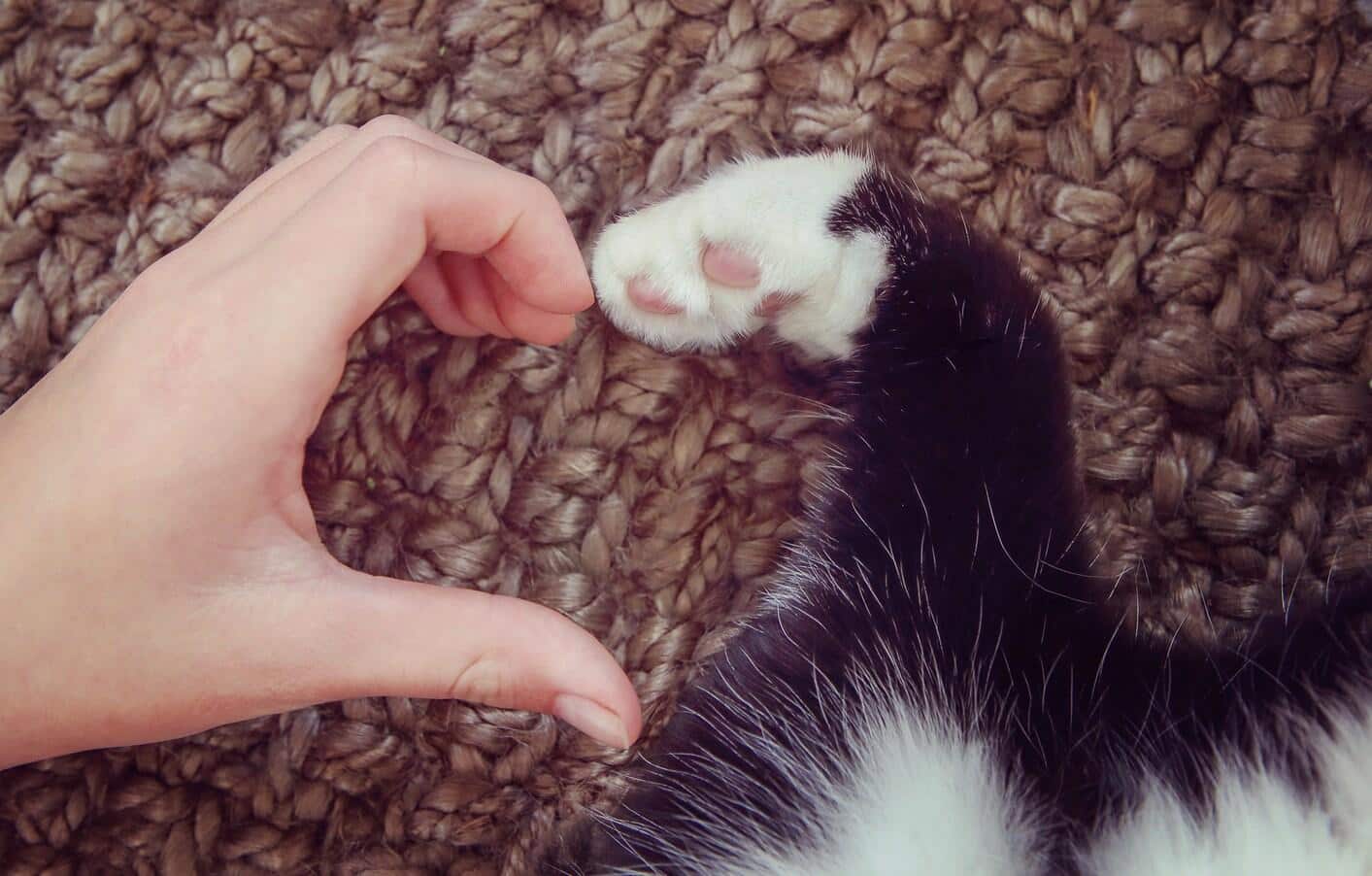 human-hand-cat-paw-make-heart-shape Person's hand and cat's paw together make heart shape.