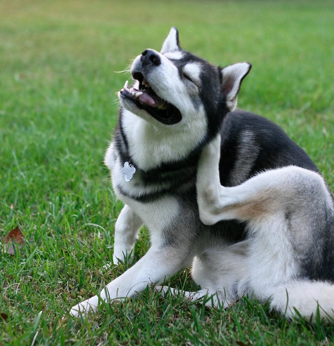 Husky scratching an ear outdoors