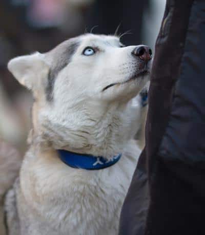 Husky with blue eyes and blue collar staring up at owner.