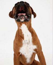 犬の健康上の問題