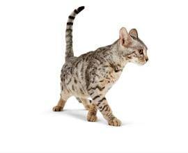 野良猫を家の近くで飼う