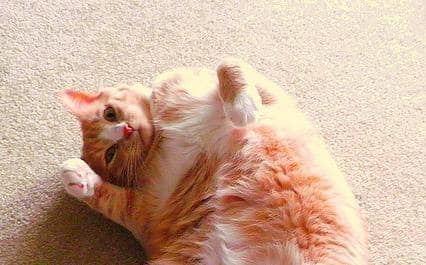 仰向けに伸びるオレンジ色のトラ猫