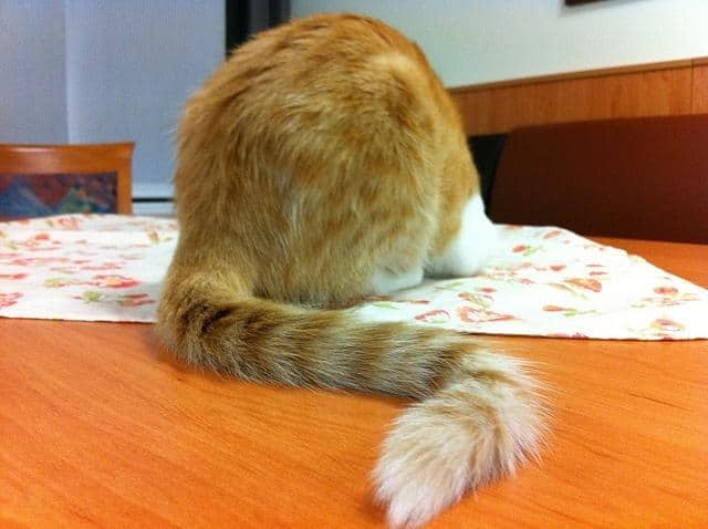 湾曲した尾を持つオレンジ色の縞模様のトラ猫の背面図