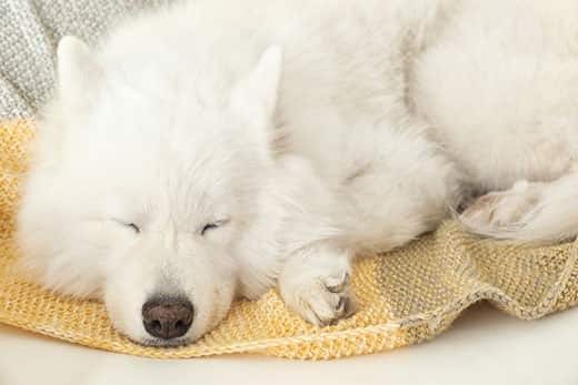柔らかい毛布の上で眠る愛らしいサモエド犬