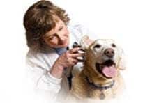 Vet and dog