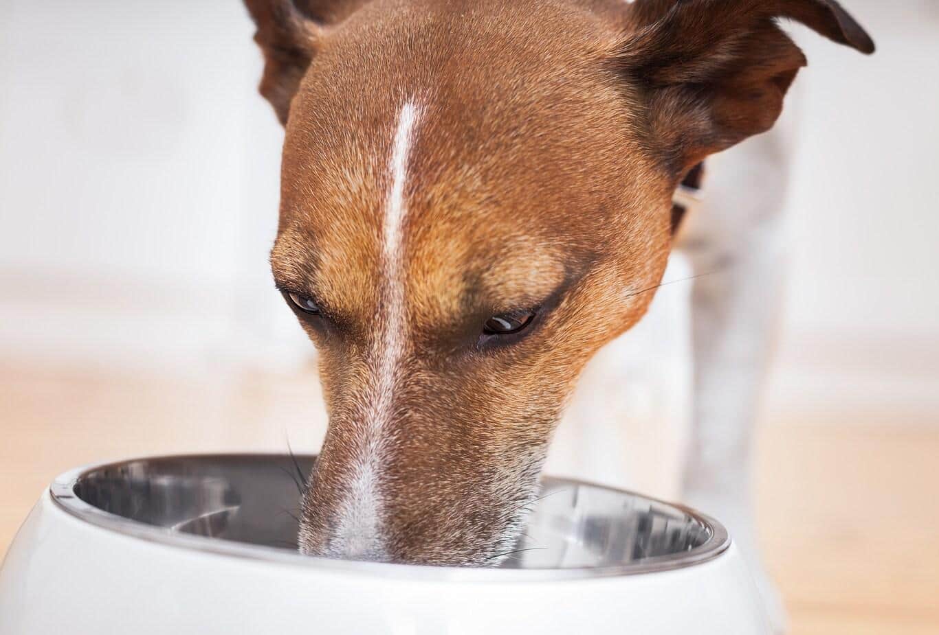 jack-russell-eating-out-of-bowl