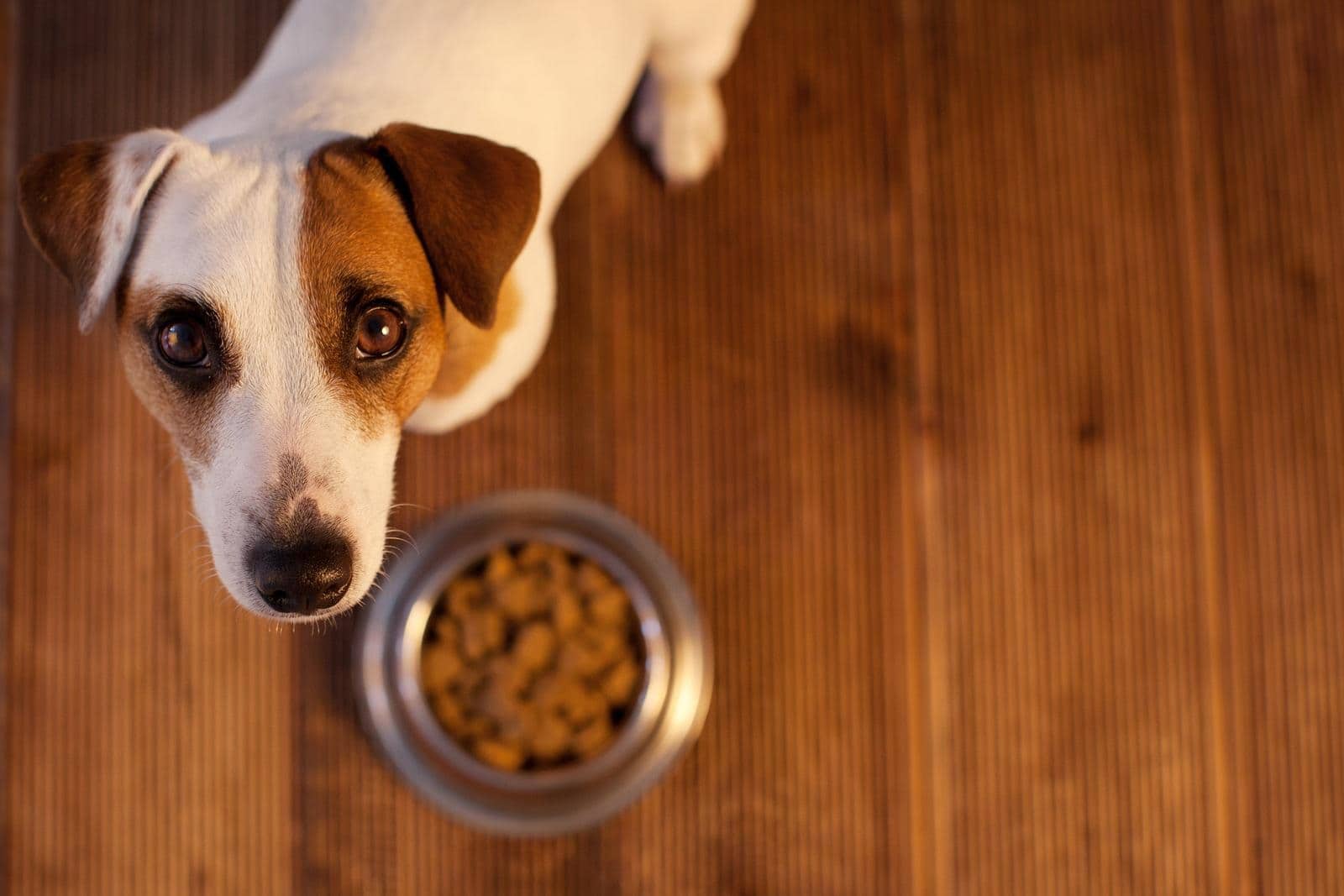 jack-russell-looking-up Jack Russell terrier looking up from hardwood floors where dog food bowl is.