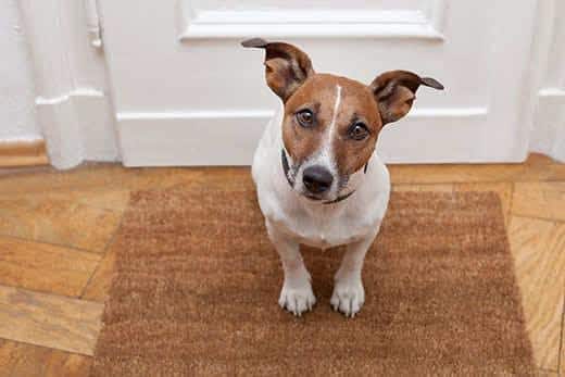 Jack Russell Terrier sitting on welcome mat at the door looking up.