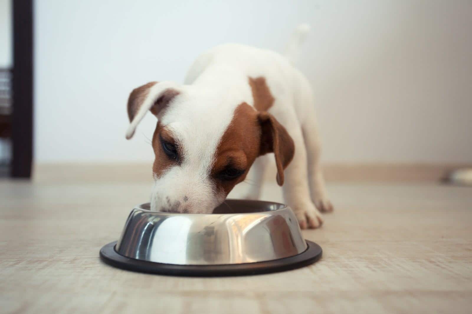 Jack Russell terrier puppy eating food out of a dog bowl.