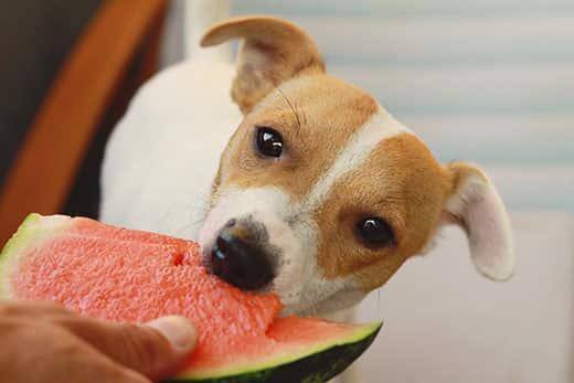 jack-russell-terrier-eats-watermelon-SW