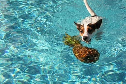 jack-russell-terrier-in-pool-swimming-toward-pineapple-SW