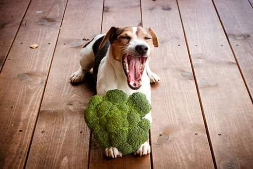 jack-russell-with-broccoli-between-paws-SW