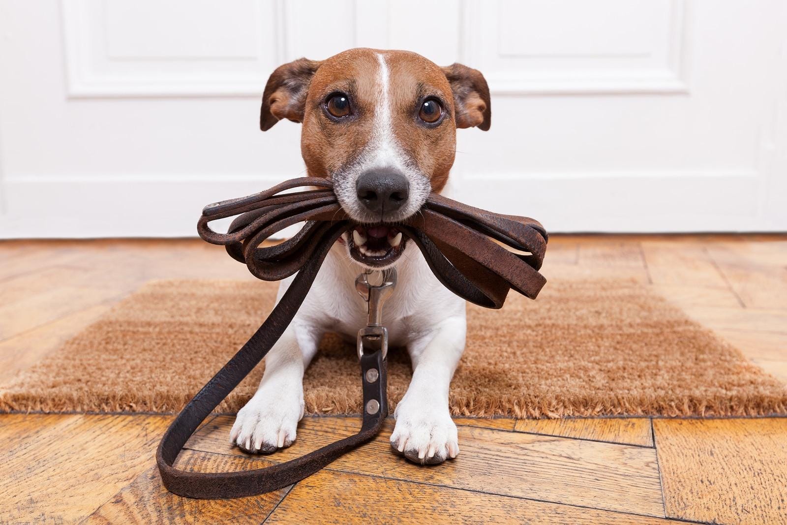 Jack Russell terrier with leather leash in mouth in front of door.