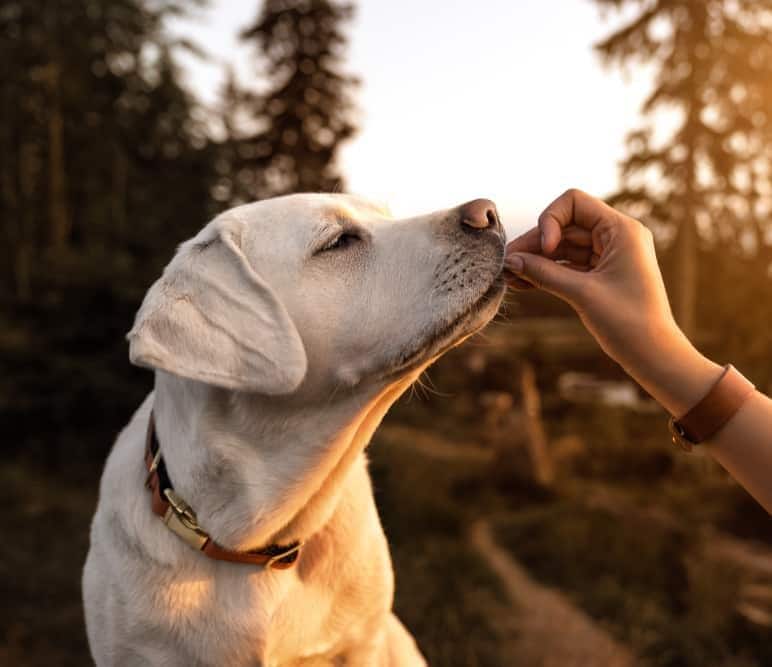 Labrador retriever puppy receives treat from human hand at sunset.