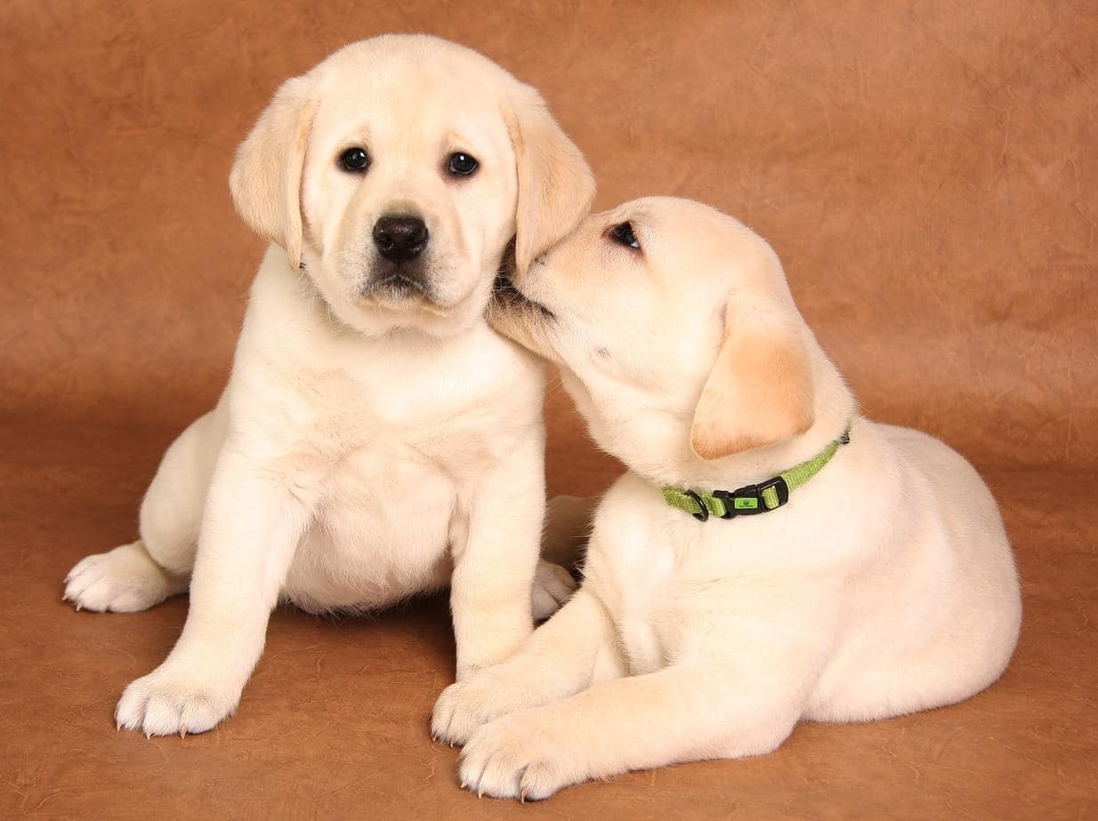 lab-puppy-licking-another Yellow lab puppy in green collar licks another lab puppy.