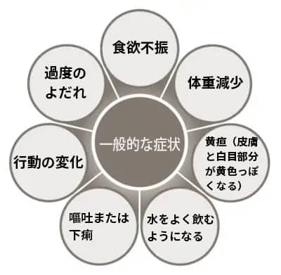 肝疾患の一般的な兆候