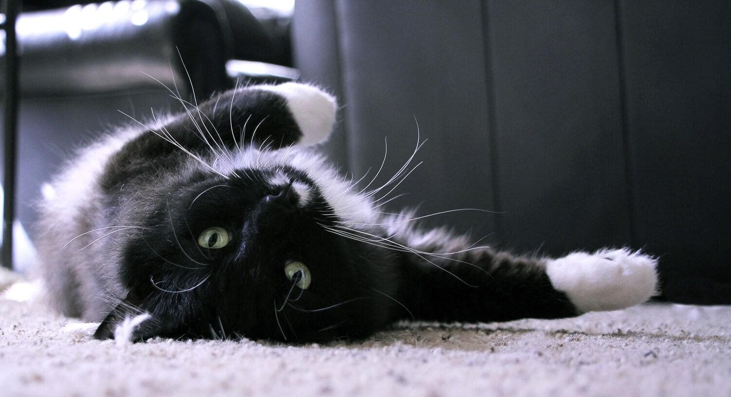 黒と白の長毛猫が仰向けになって撫でられる 黒と白の長毛猫が仰向けになって撫でられる