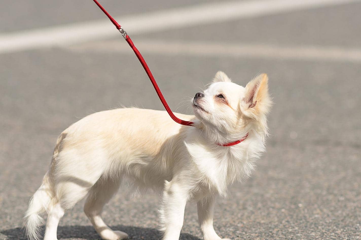 long-haired-chihuahua-on-leash Long-haried Chihuahua dog frowns in the bright sun while on a leash.
