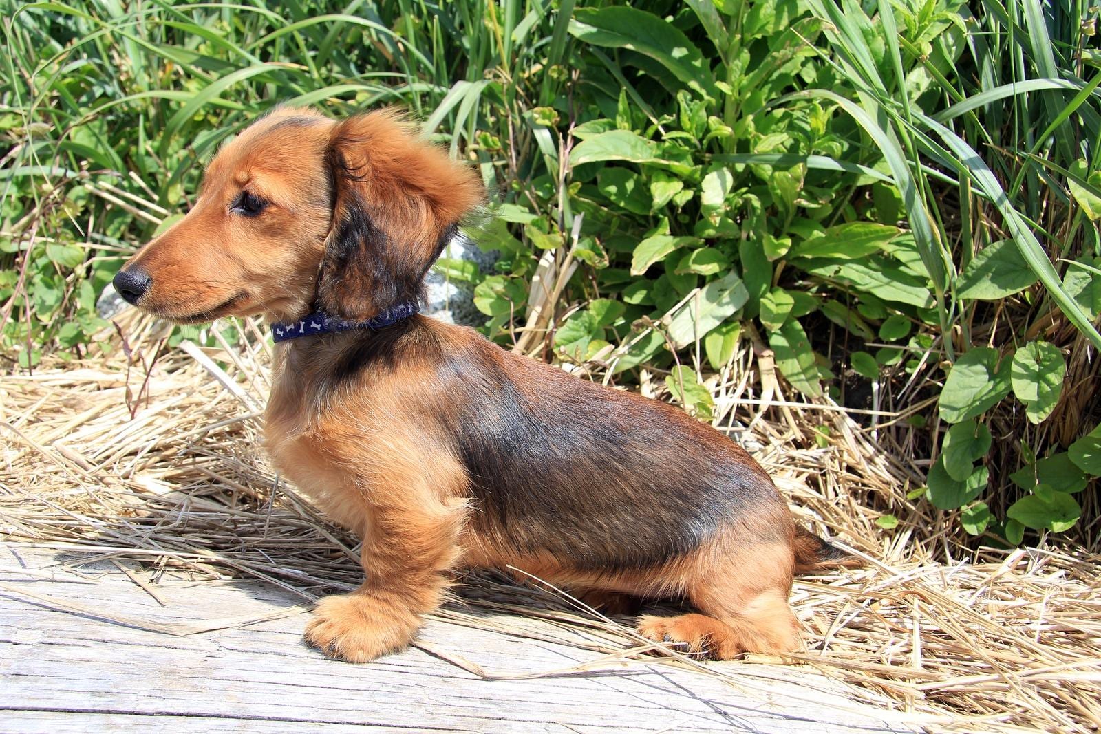 Brown longhair dachshund puppy outside.