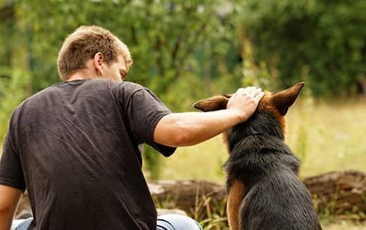 Young man ruffling the head a German Shepherd