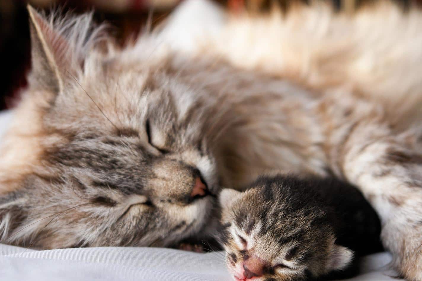 Long-haired mother cat sleeps with her paw around a newborn kitten.