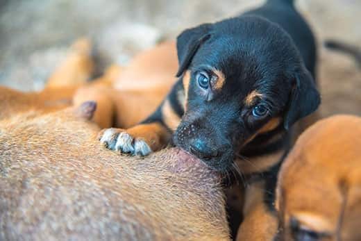 Newborn puppies sucking milk from mother dog.