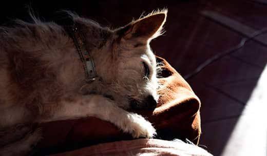 Old dog fast sleeping on the couch in the sun.