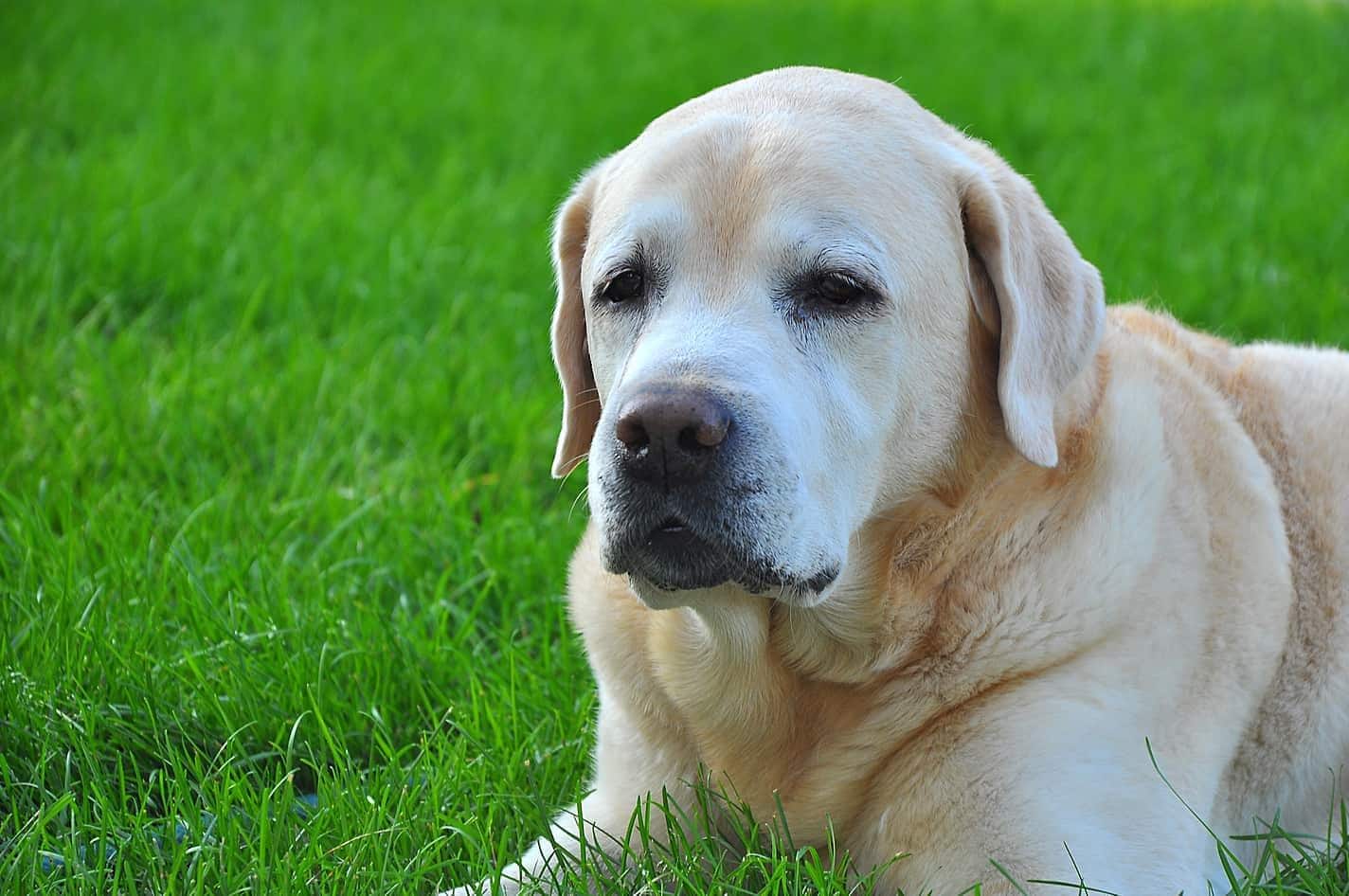 old-yellow-lab-in-grass-SW Older yellow lab lying in green grass.