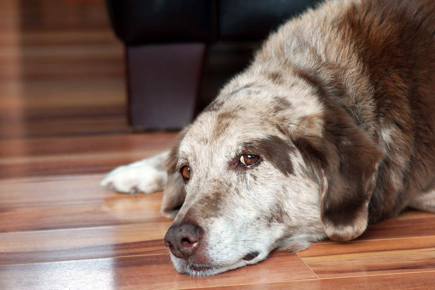 Older dog lying on wood floor.