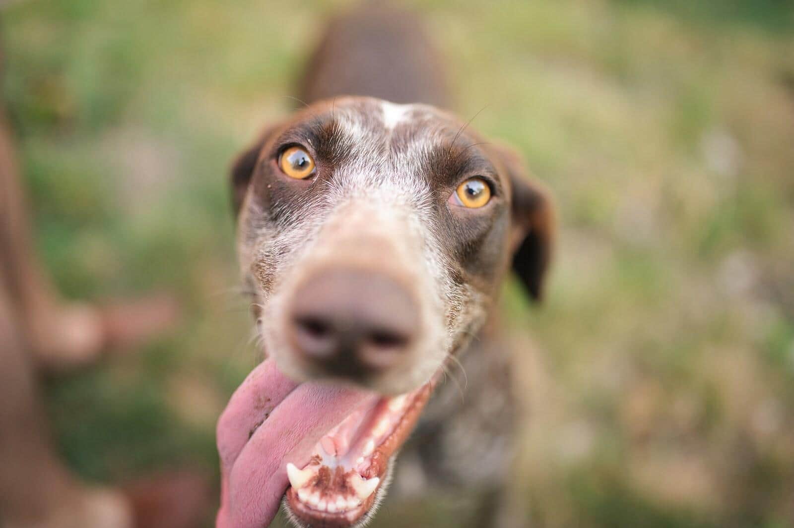 older-dog-with-tongue-out Older brown dog with tongue out at the park.