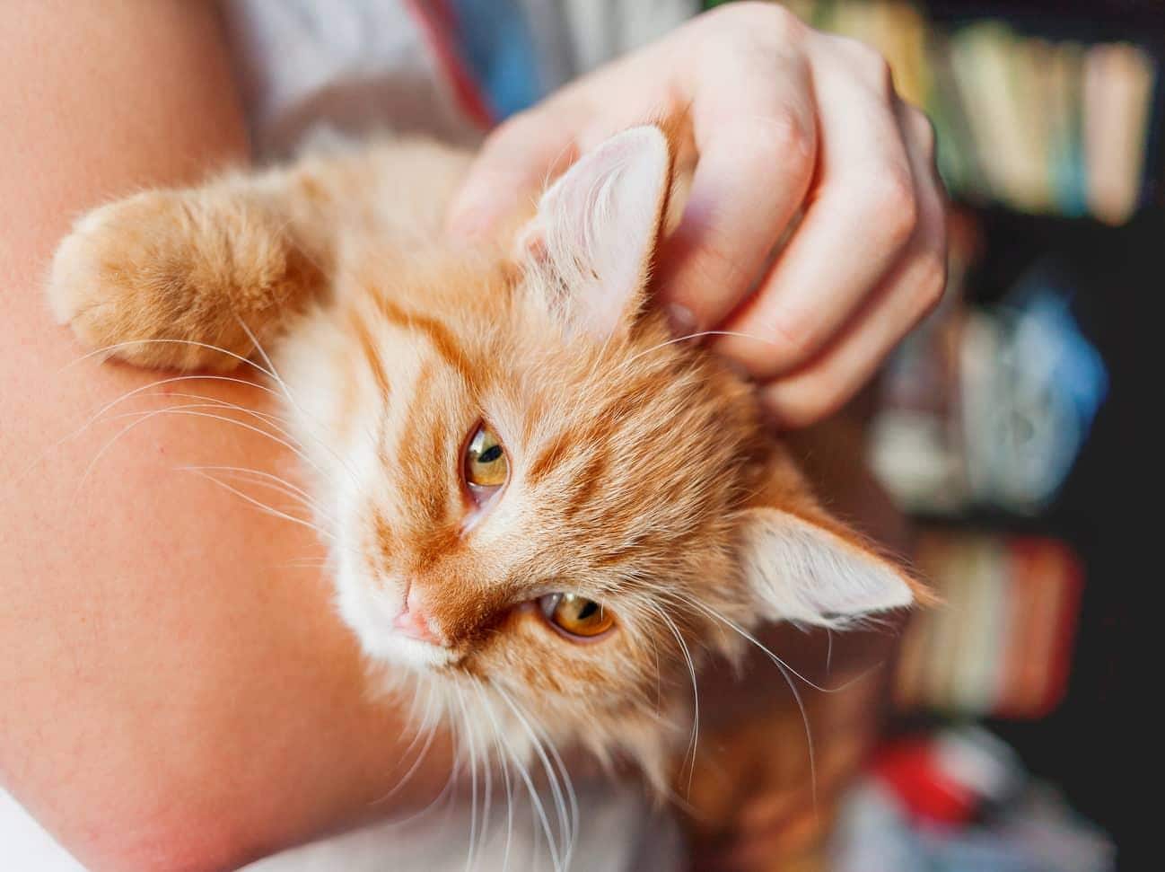 Arms holding a fluffy orange cat