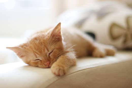 orange-kitten-asleep-on-arm-chair-SW Ginger baby cat sleeping on a chair arm