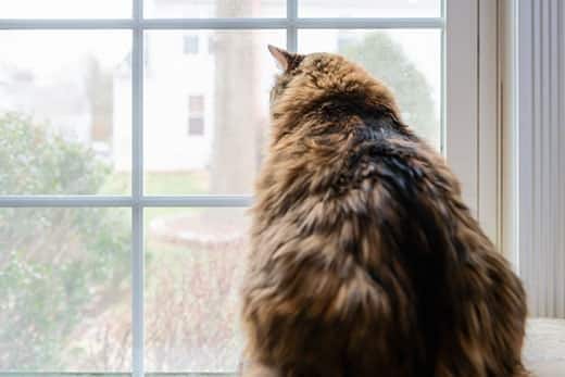 overweight-long-haired-cat-looking-out-window-SW