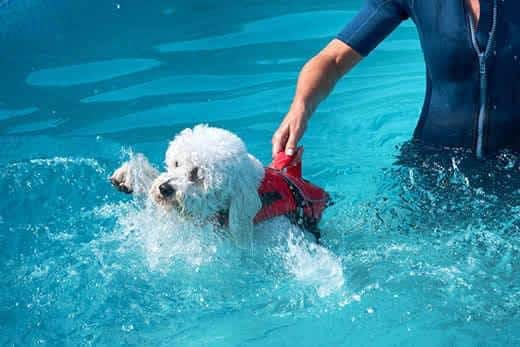 person-holding-white-dog-by-life-vest-in-pool-SW