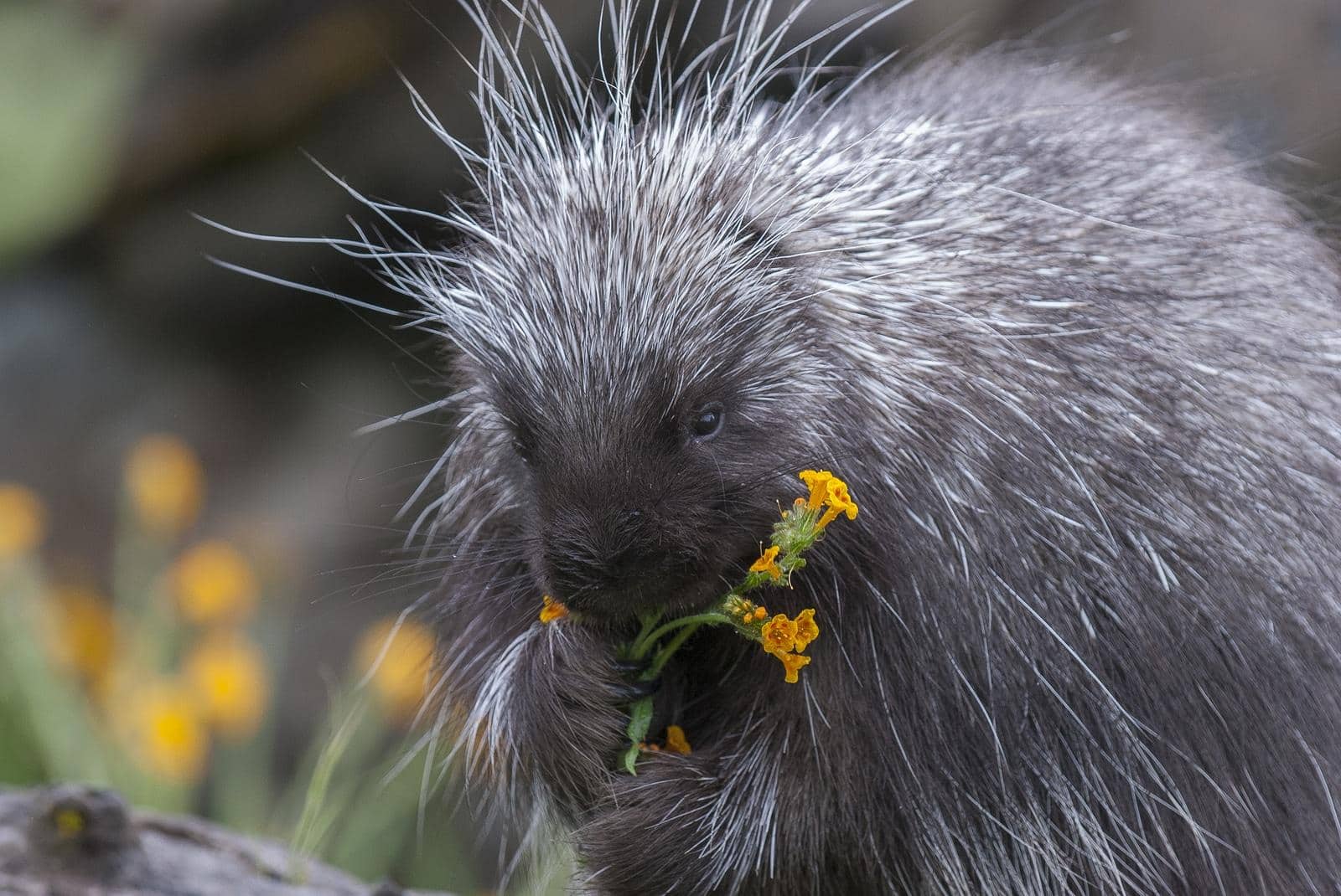 porcupine Porcupine on dead log eating flowers and grass