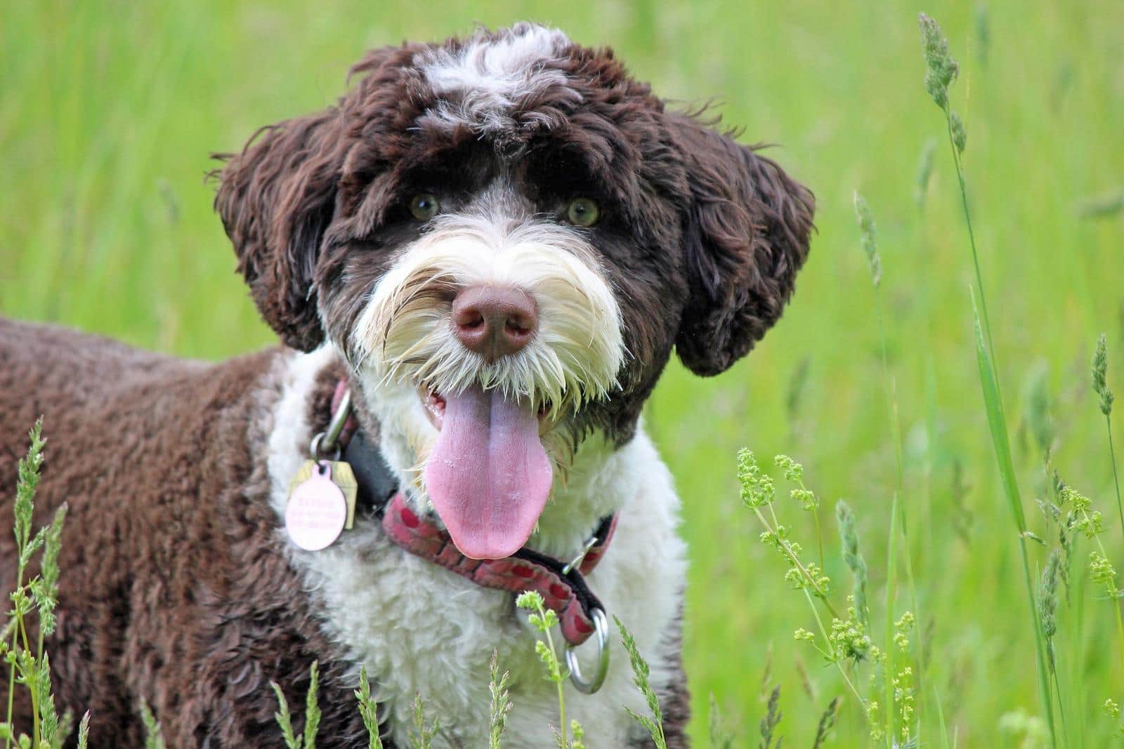 portuguese-water-dog-panting A brown and white Portuguese Water Dog looking at the camera on a hot summer day, panting.