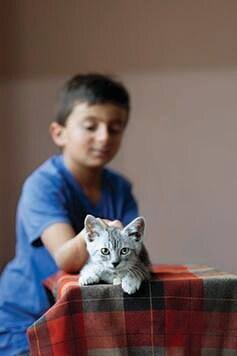 Young Healthy Kitten