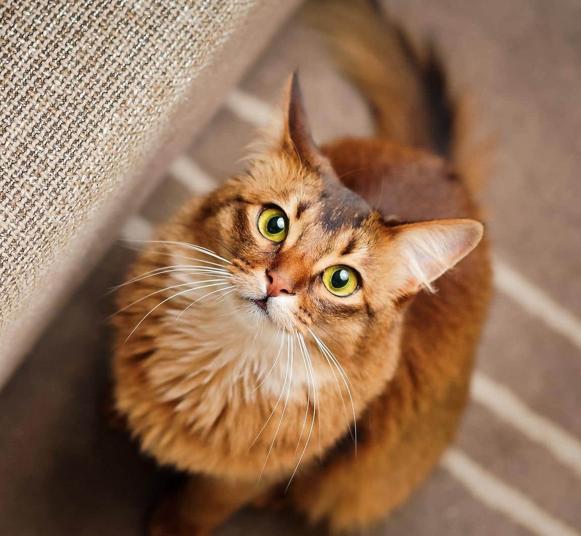 Purebred ruddy somali cat looking up staring at the camera.