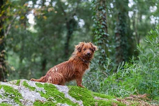 red-mixed-breed-dog-in-forest-SW Red, mangy looking dog sits on a rock in the forest.