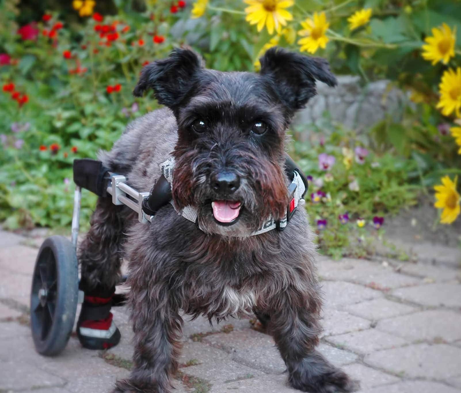 Gray Schnauzer using a dog wheelchair outdoors.
