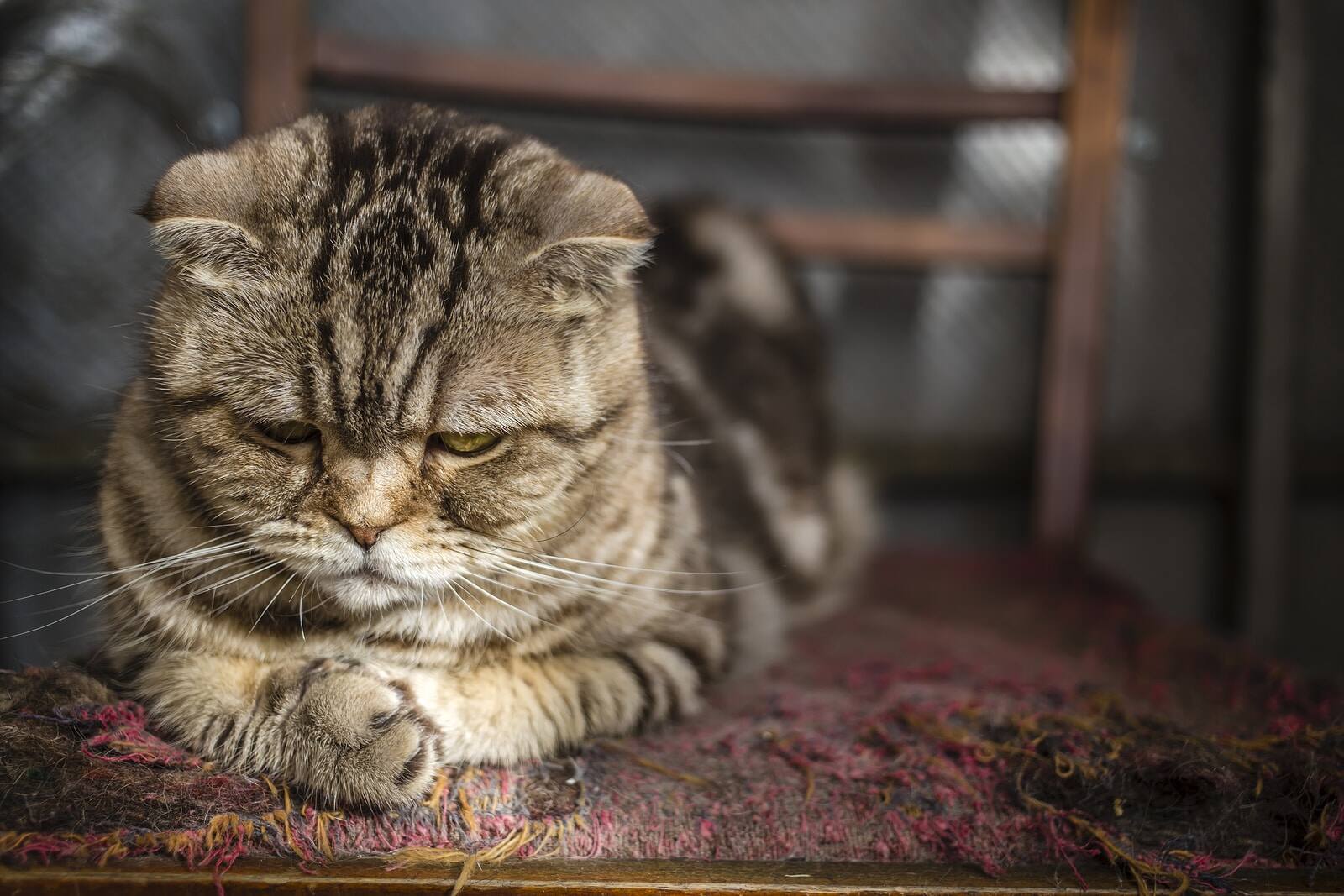 scottish-fold-cat-looks-at-paws Older Scottish Fold cat looks at her crossed paws on old, torn up chair.