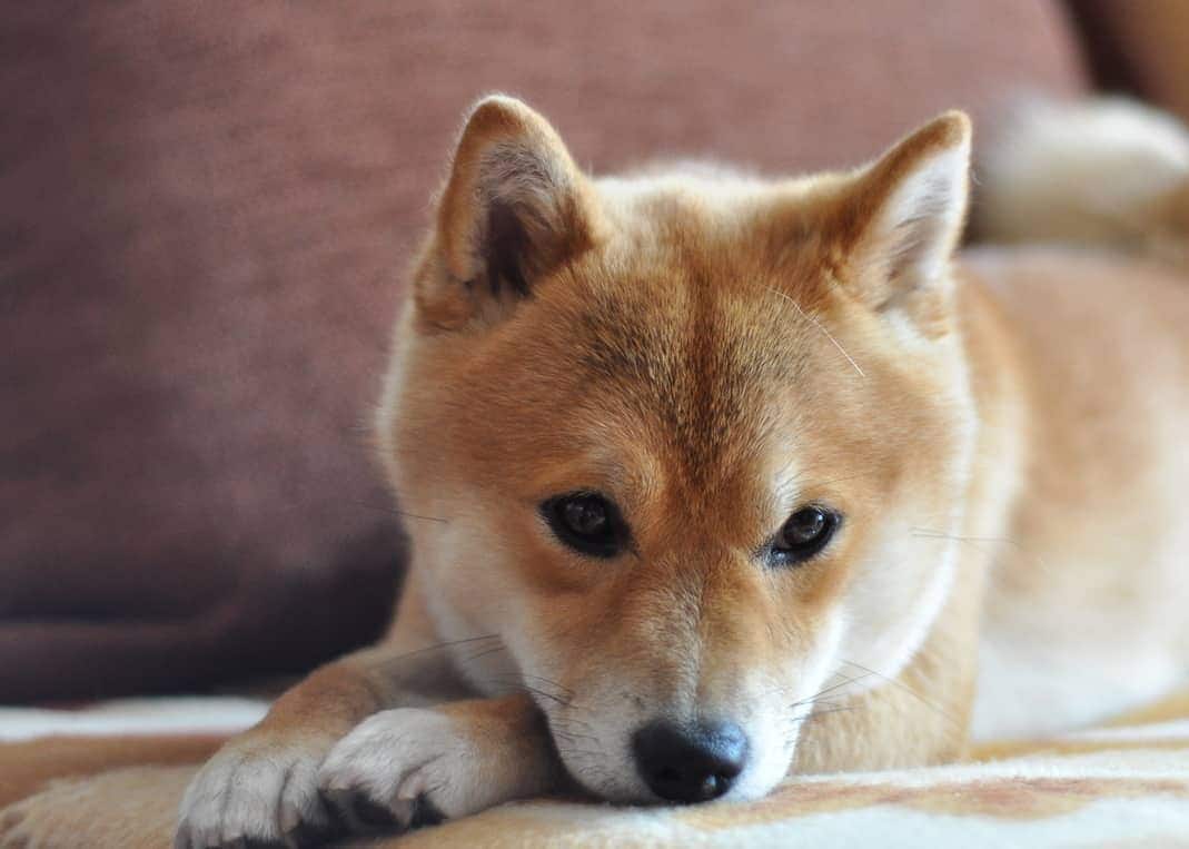 Shiba Inu puppy resting on couch